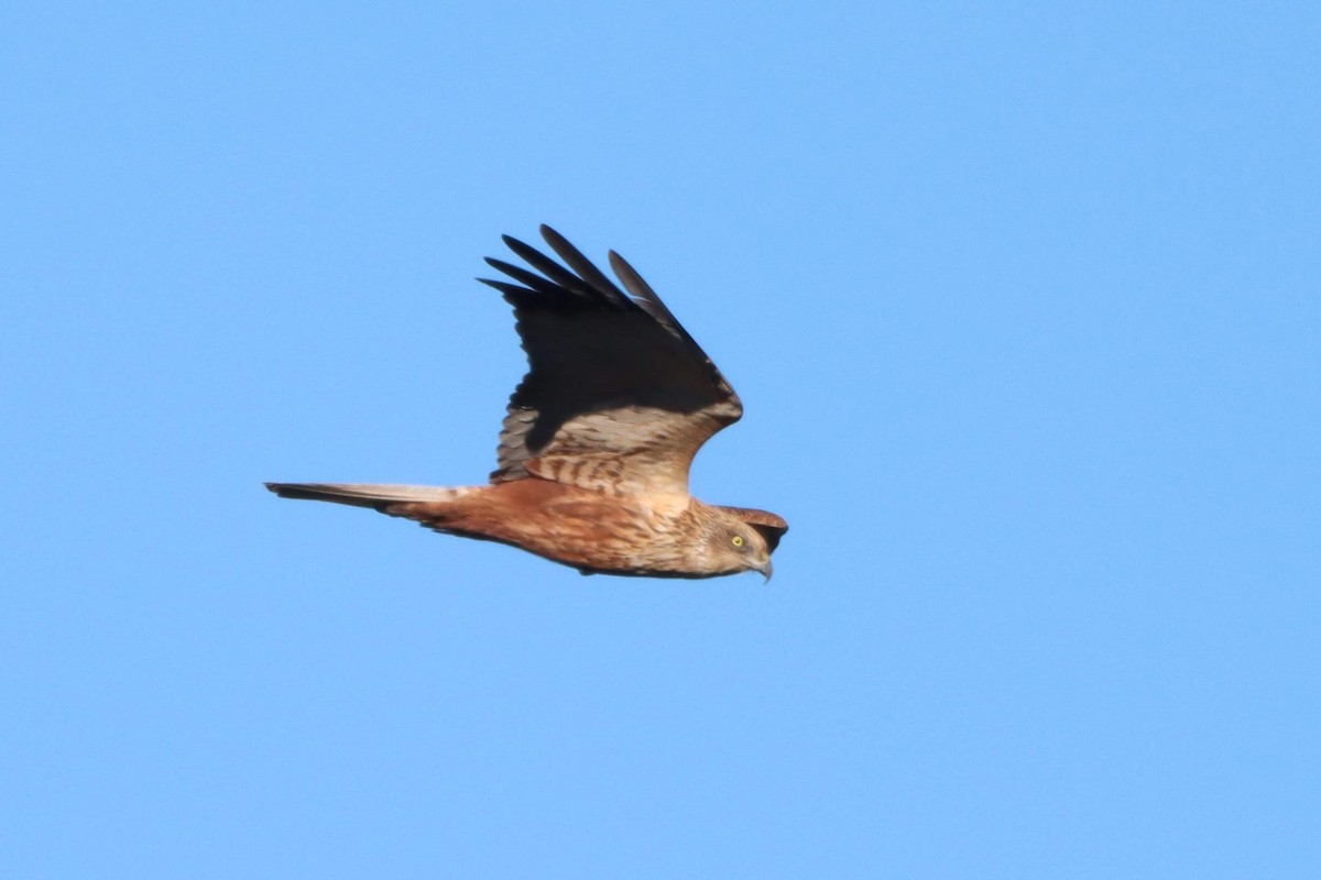 Western Marsh Harrier - ML547701221