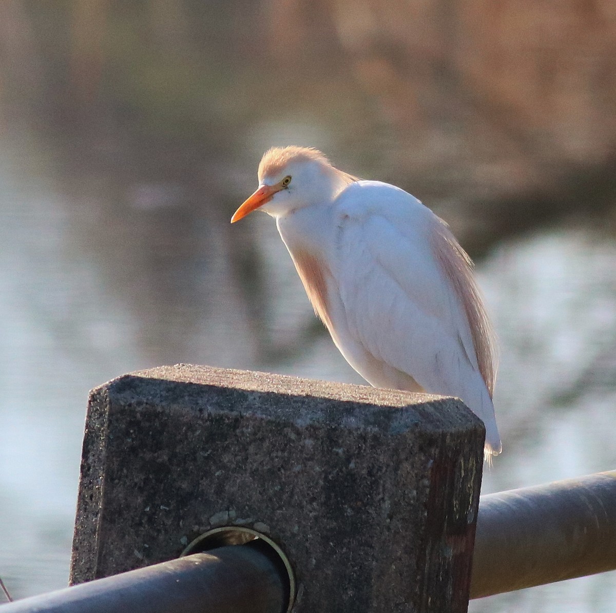 Western Cattle Egret - ML54770131