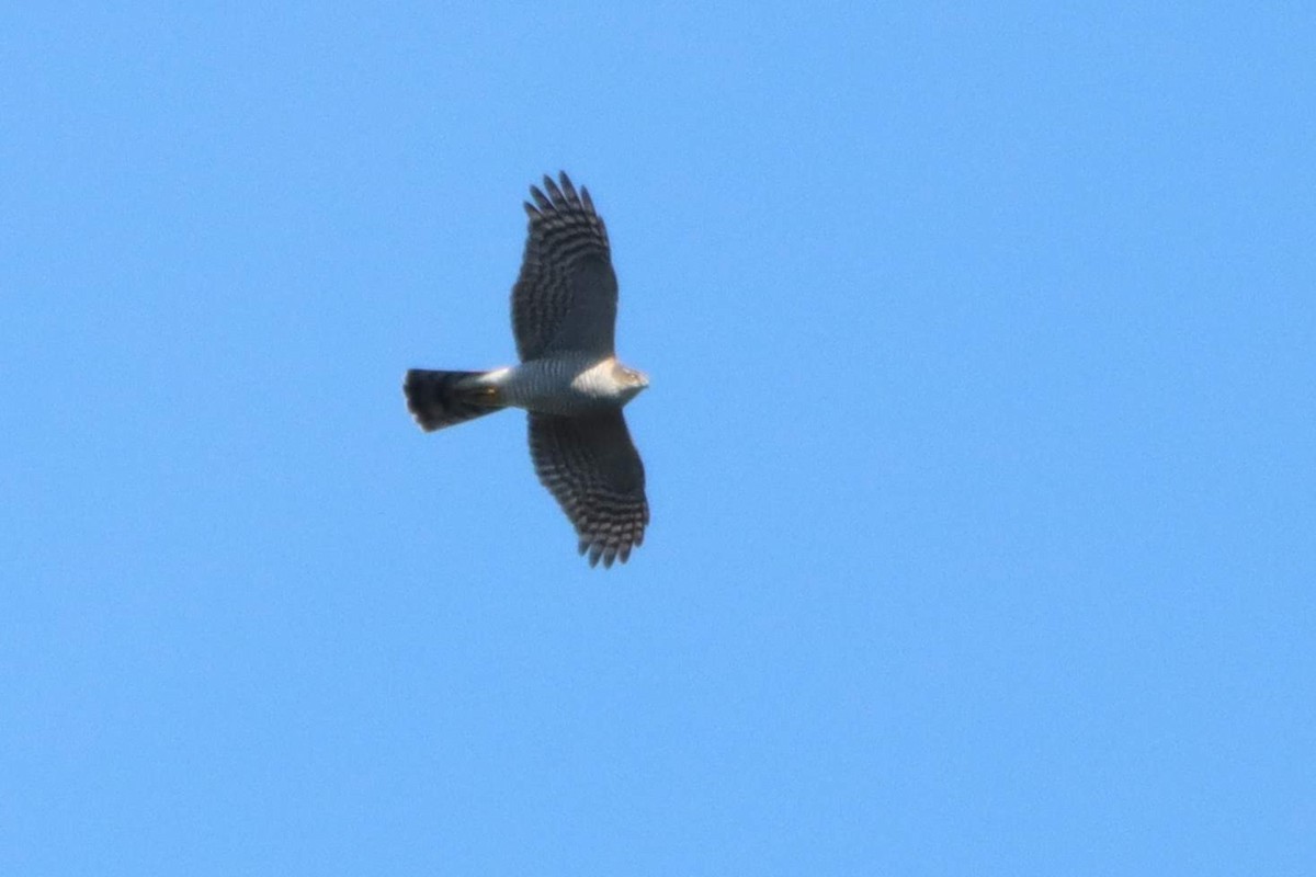 Eurasian Sparrowhawk - ML547701311