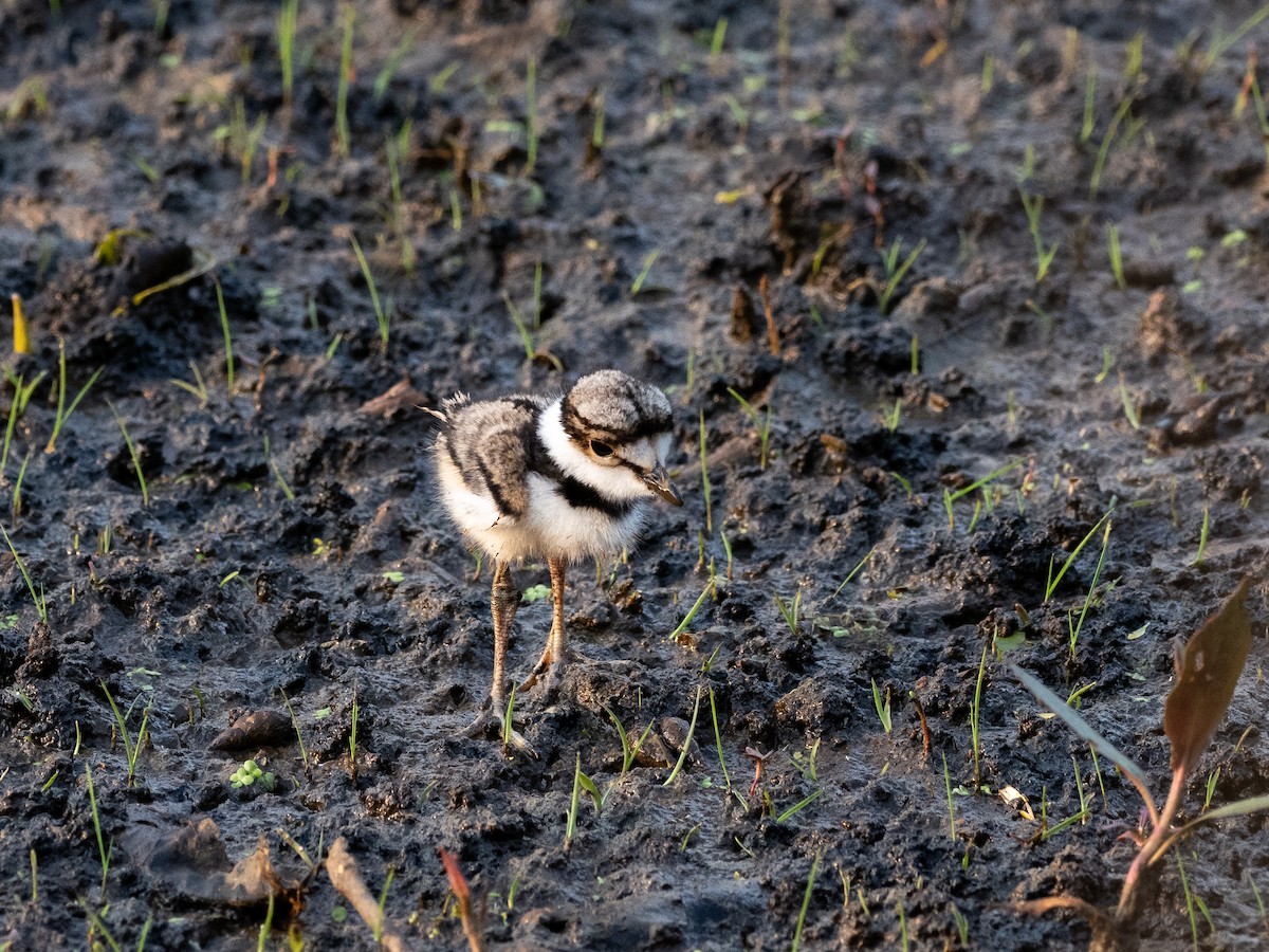 Killdeer - ML547701351