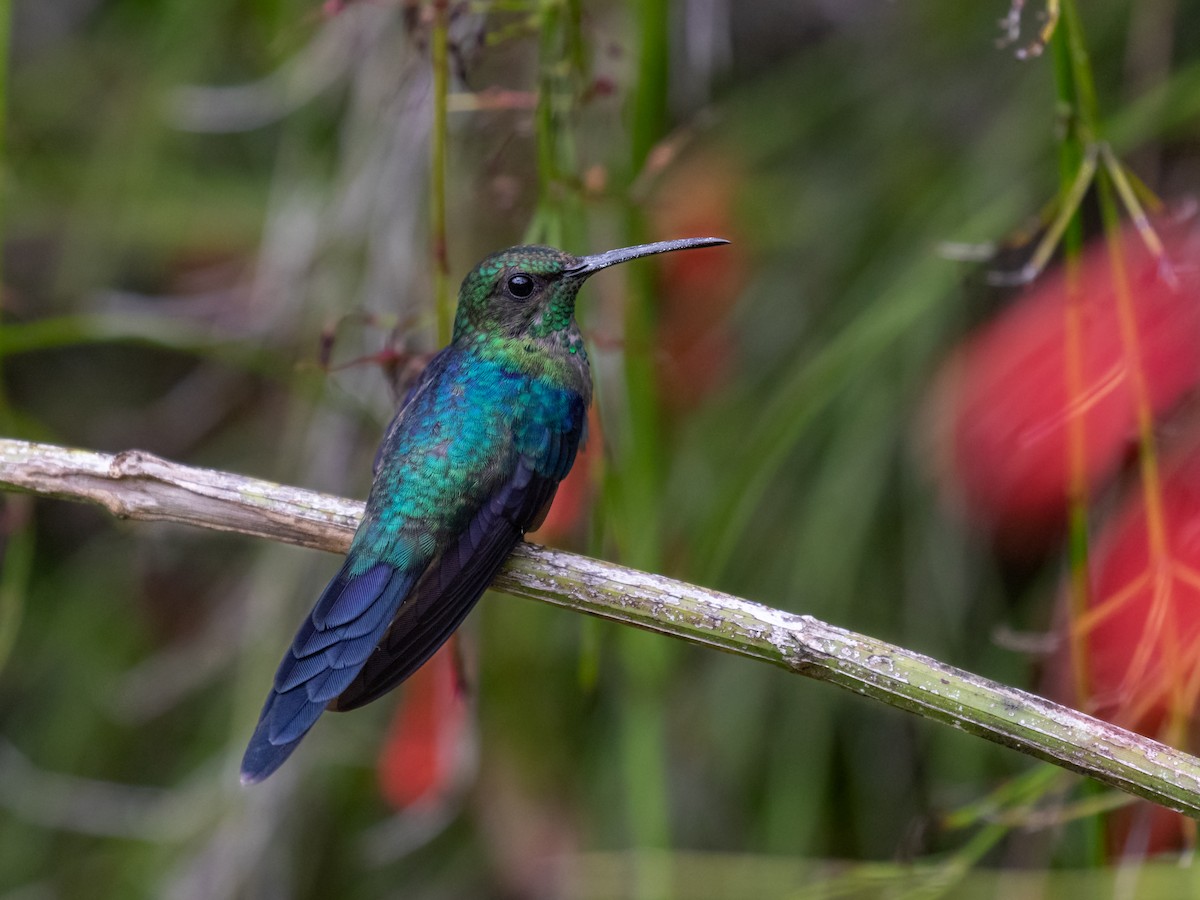 Long-tailed Woodnymph - ML547701781