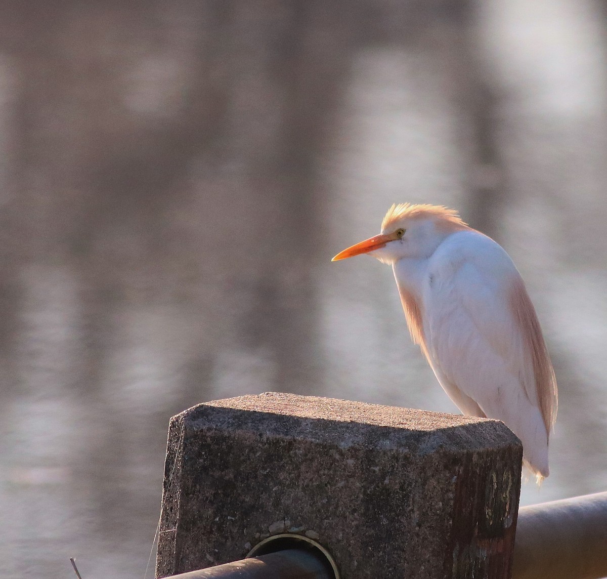 Western Cattle Egret - ML54770191