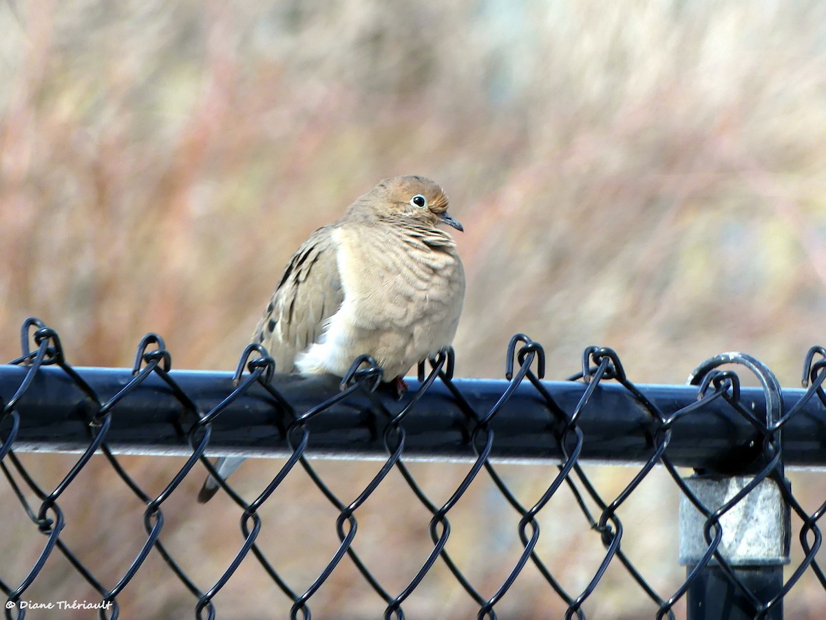Mourning Dove - ML547701921