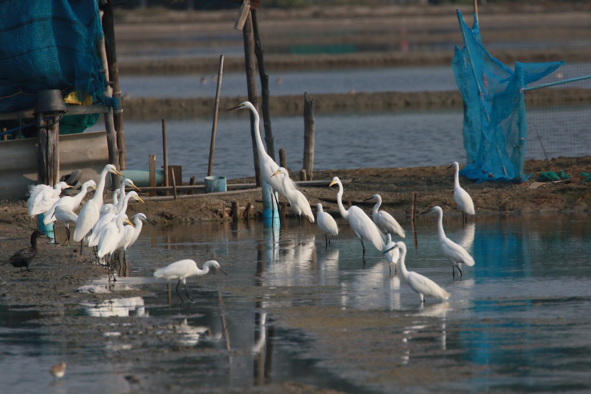 Great Egret (modesta) - ML547701951