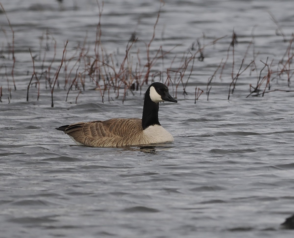 Canada Goose - ML547702251