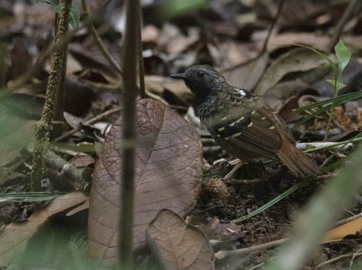 Schwarzgesicht-Ameisenvogel - ML547702471