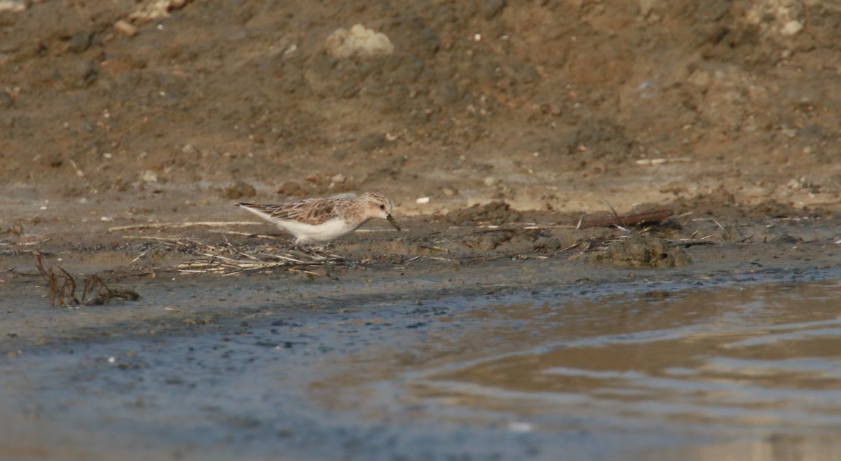 Red-necked Stint - ML547702791