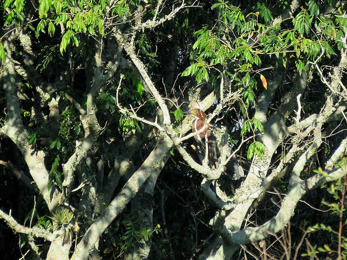 Rufescent Tiger-Heron - ML547702961