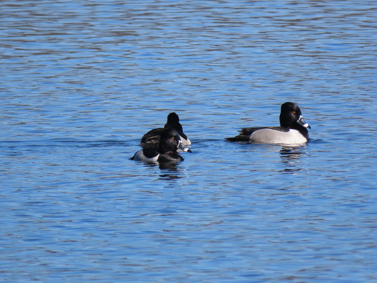 Ring-necked Duck - Alan Boyd