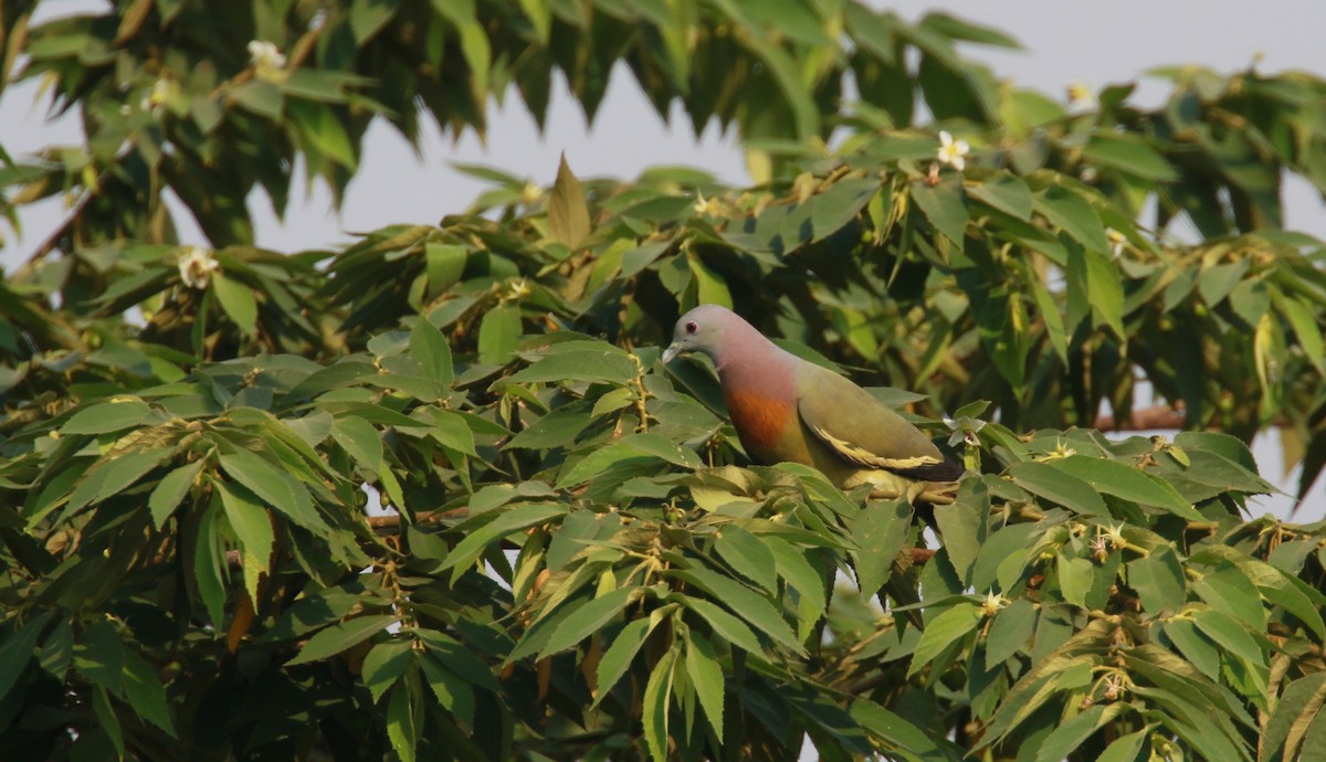 Pink-necked Green-Pigeon - simon walkley