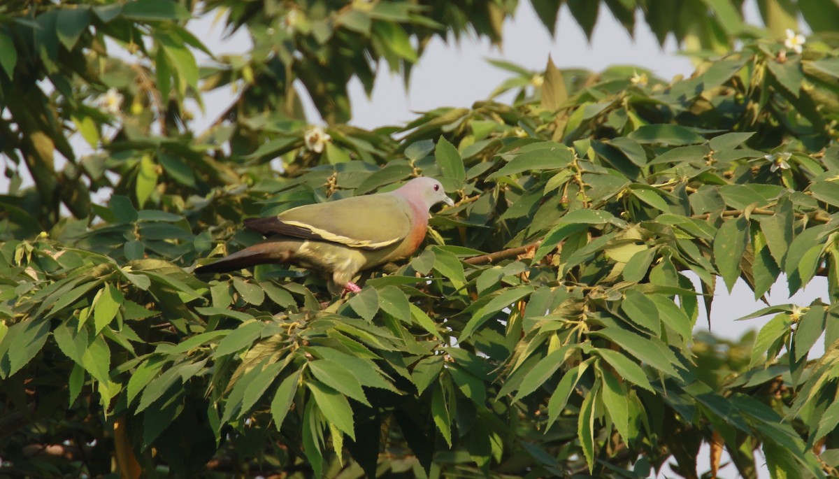 Pink-necked Green-Pigeon - ML547704351