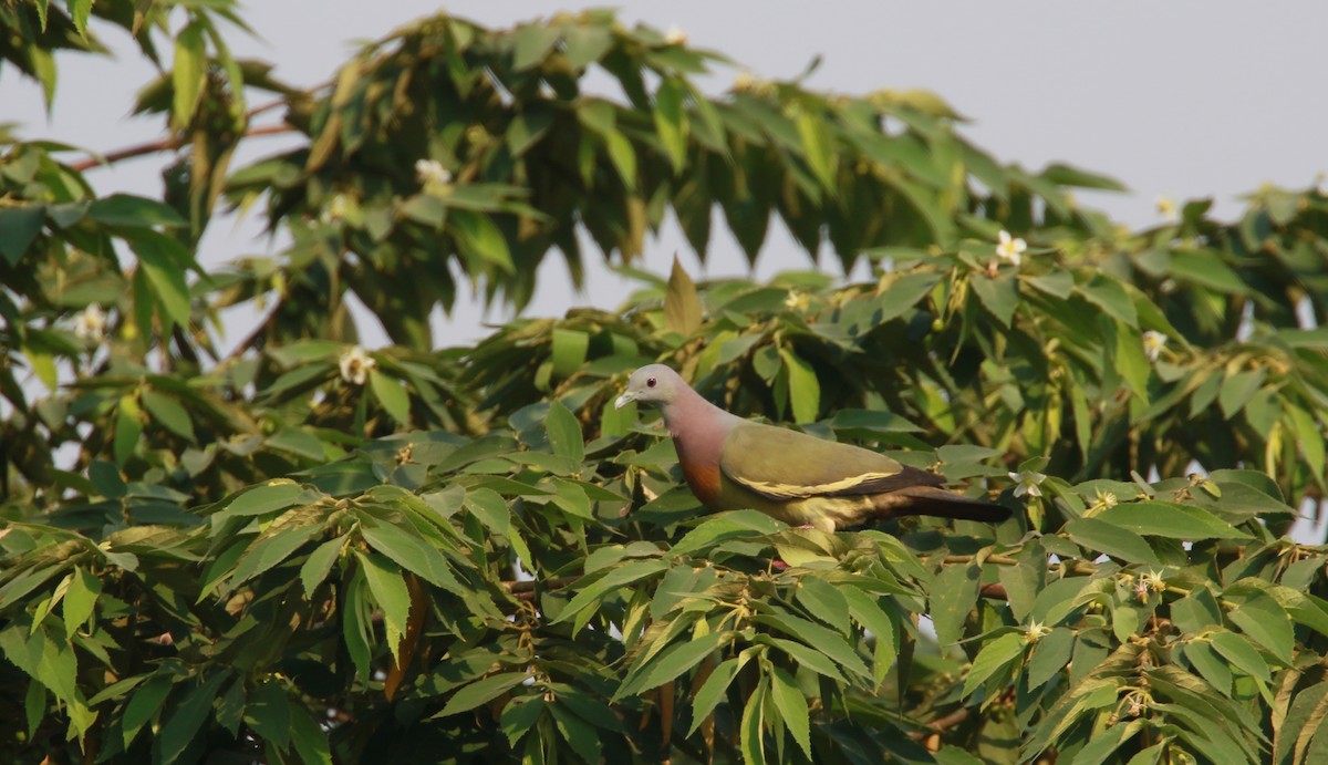 Pink-necked Green-Pigeon - ML547704361