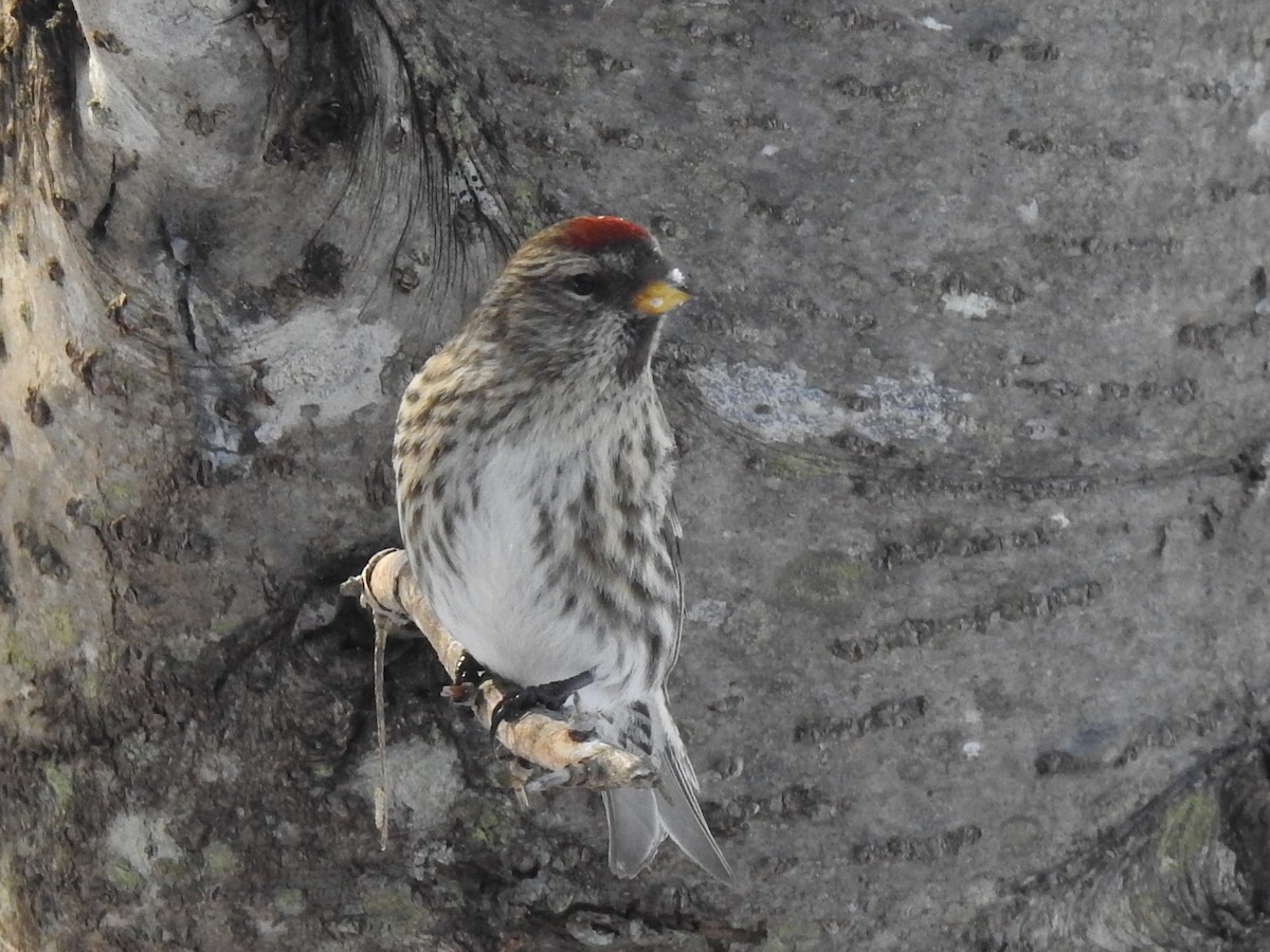 Common Redpoll - ML547704601