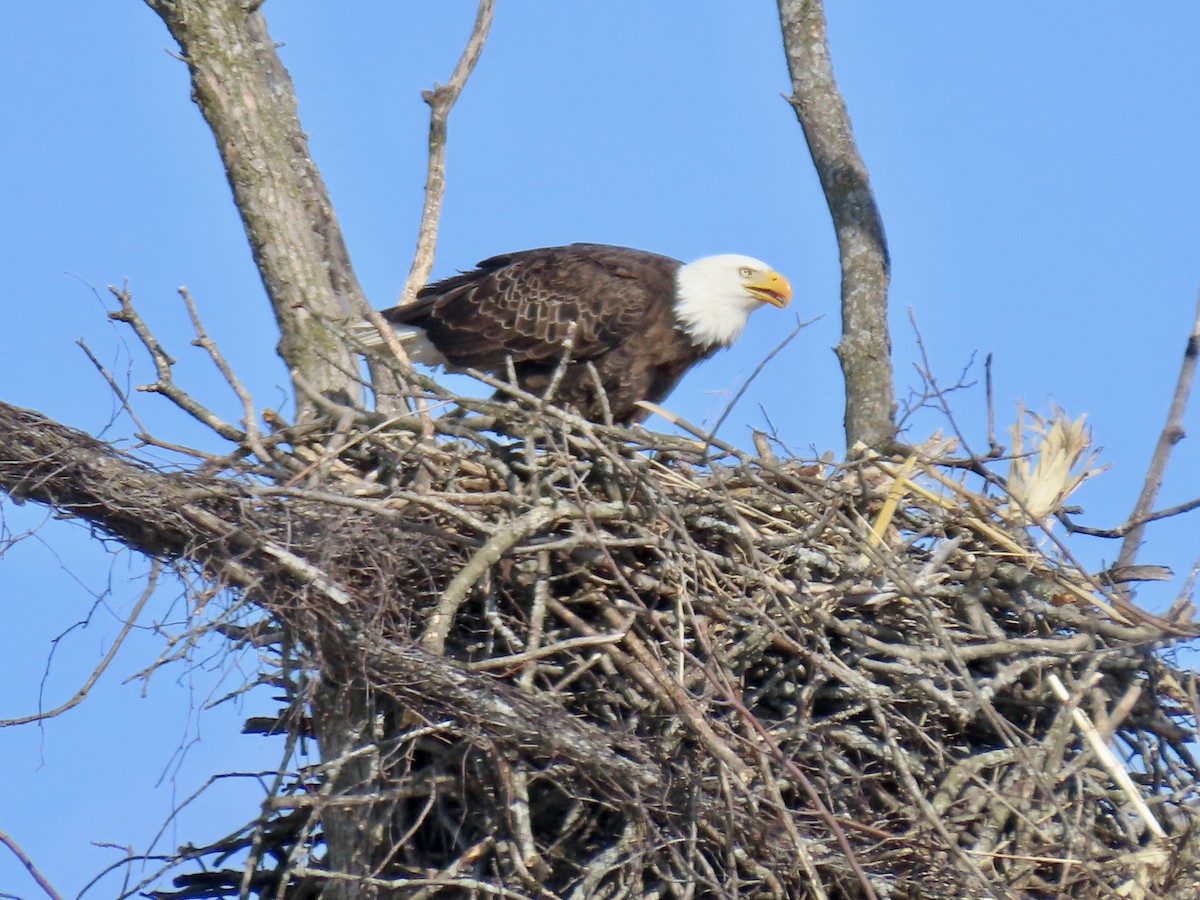 Bald Eagle - ML547705661