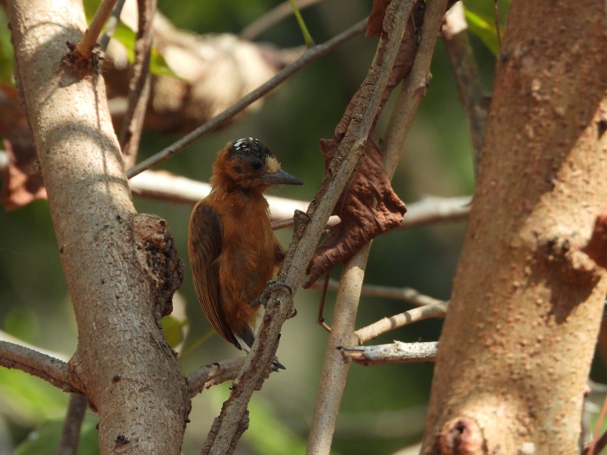 Chestnut Piculet - ML547706651
