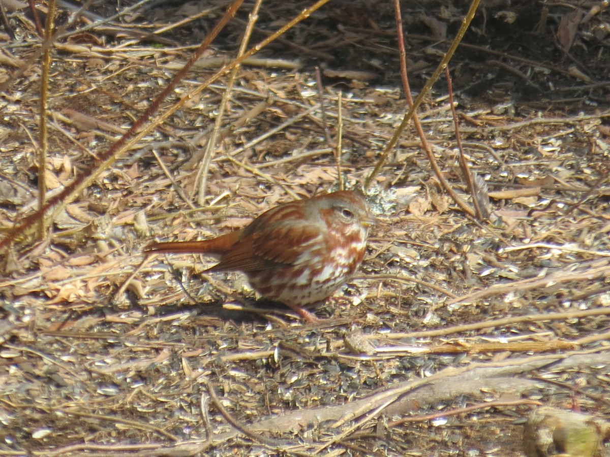 Fox Sparrow - ML547706721