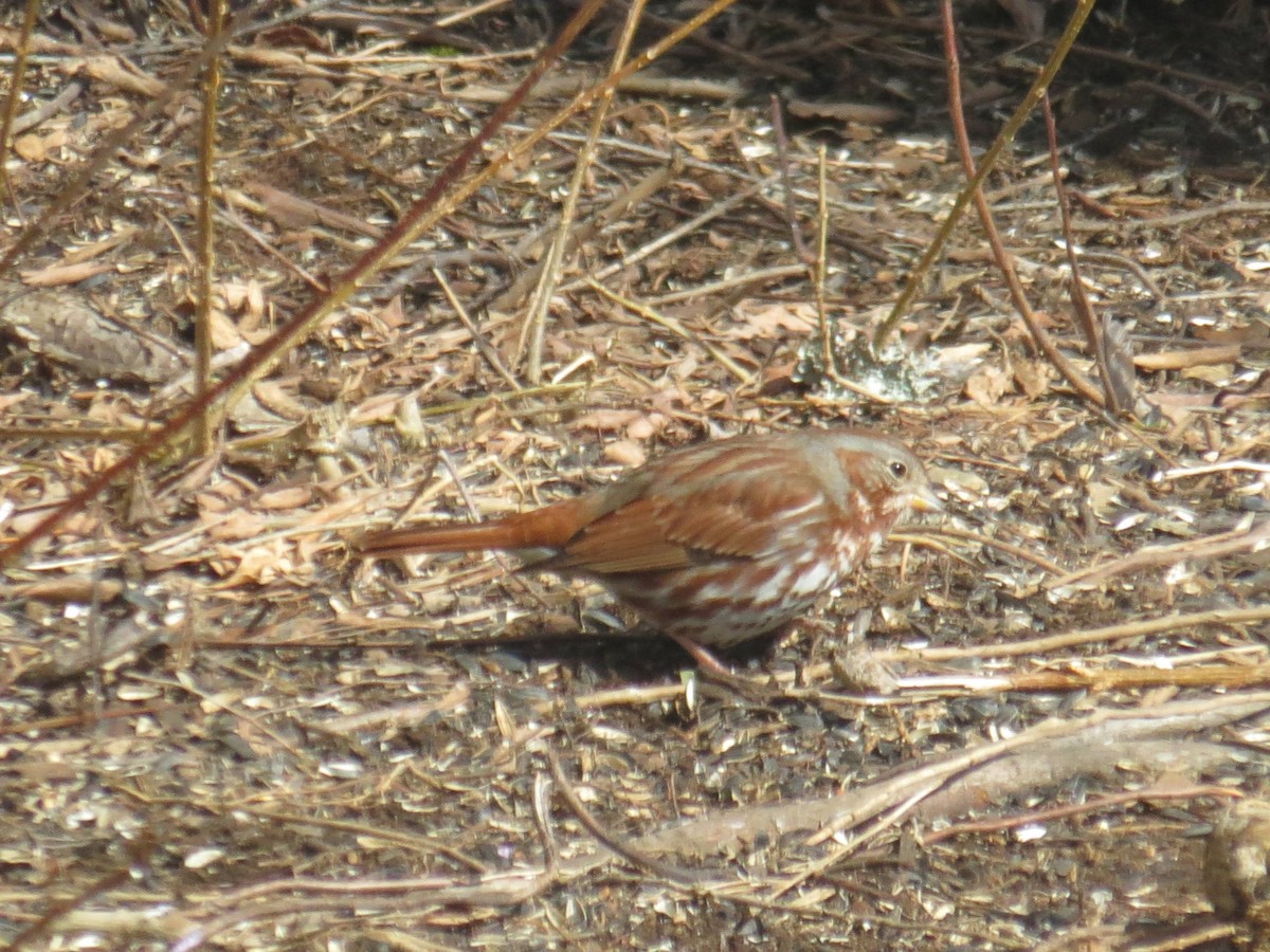 Fox Sparrow - ML547706731