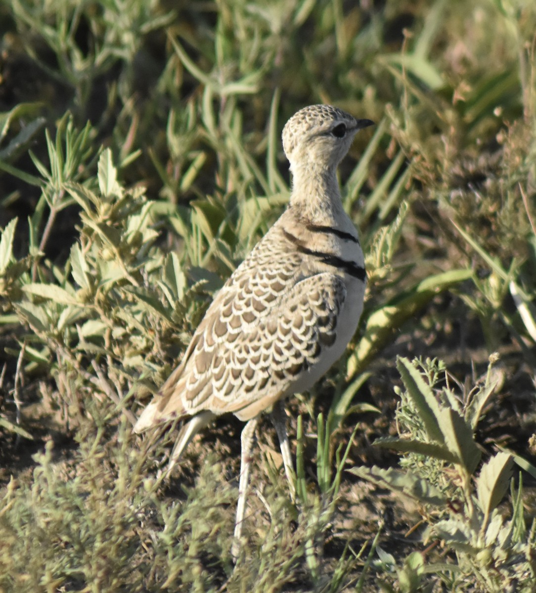 Double-banded Courser - Art Drauglis