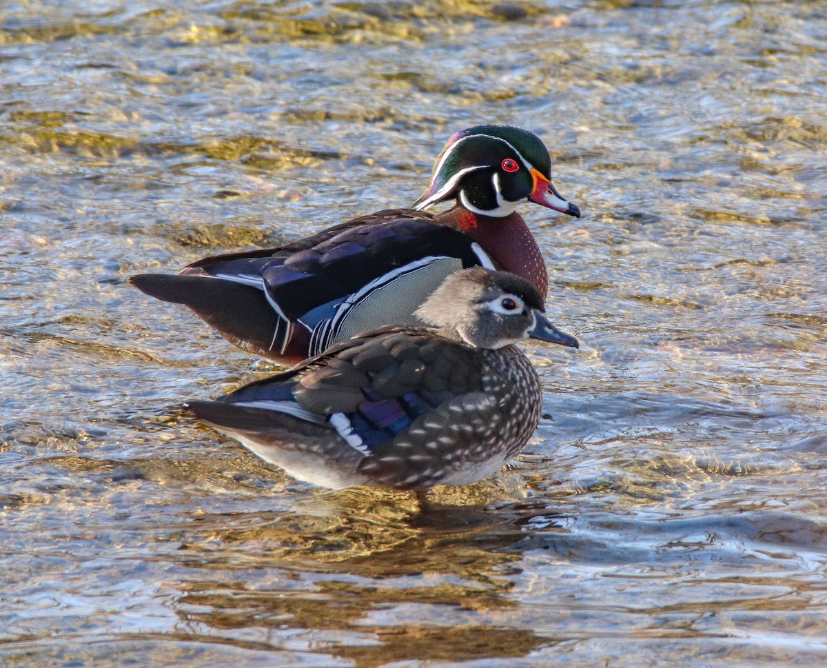 Wood Duck - Zachary Holderby