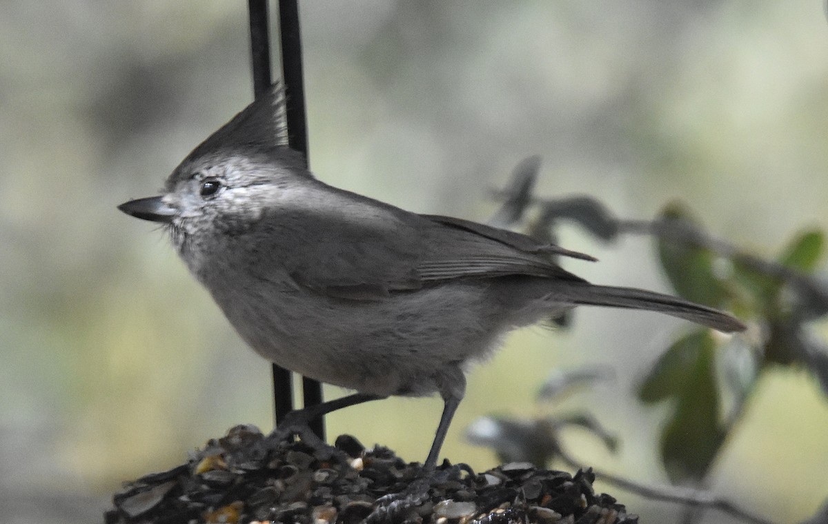 Juniper Titmouse - ML547707491