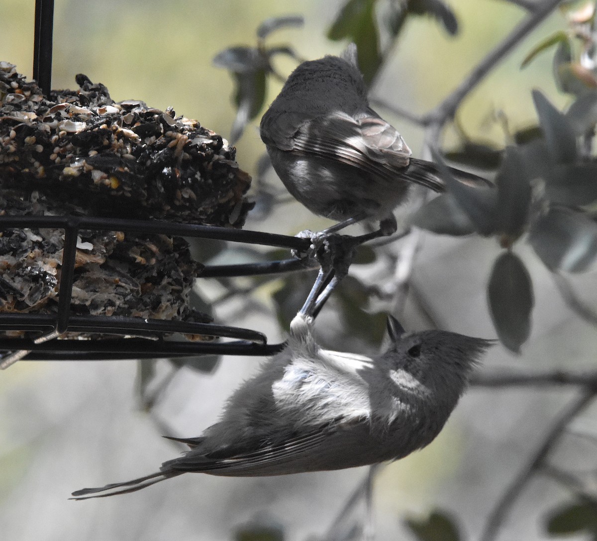 Juniper Titmouse - ML547707781