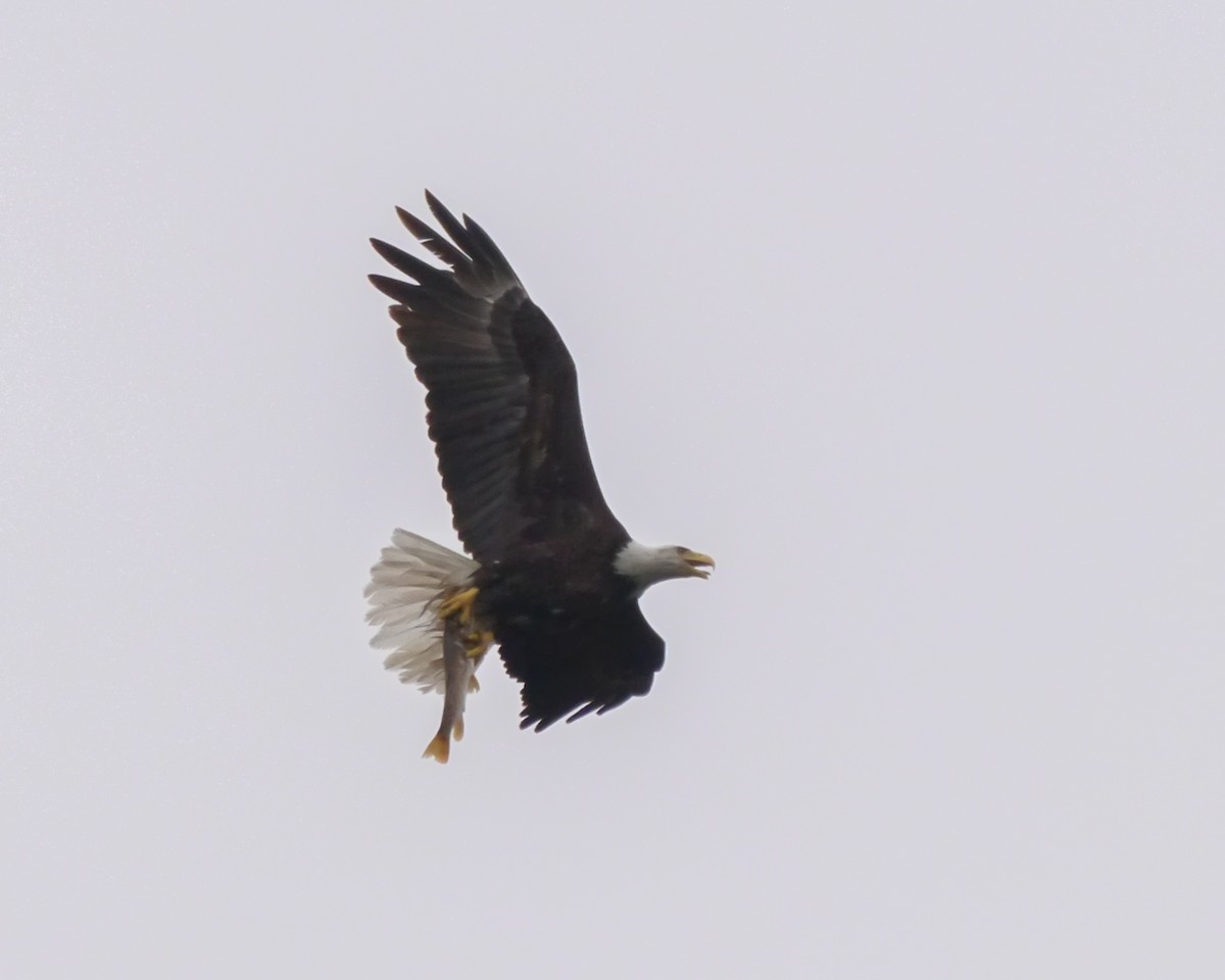 Bald Eagle - ML54770821