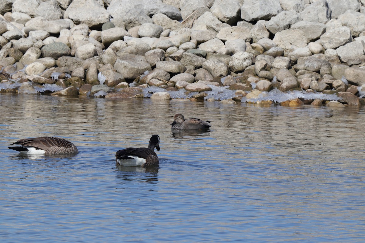 Canard chipeau - ML547708211