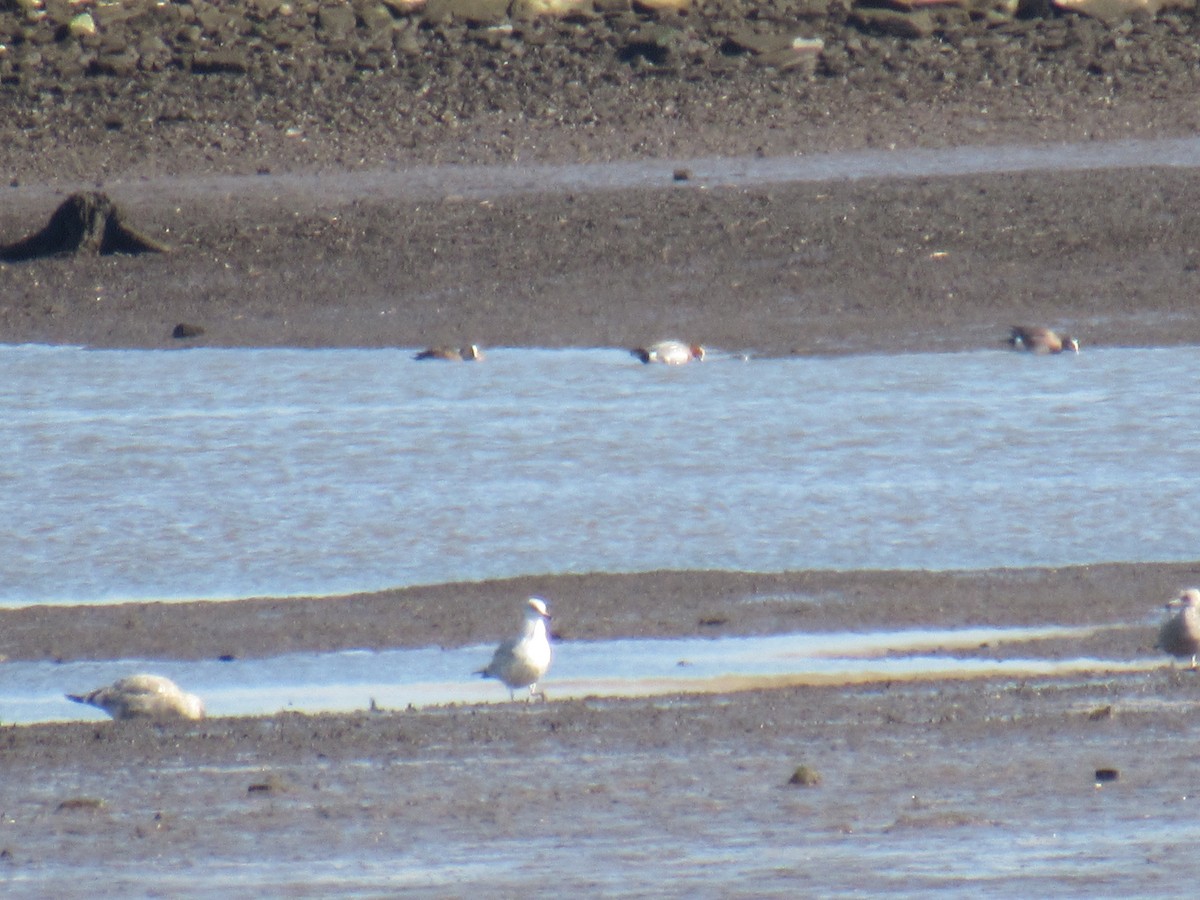 Eurasian Wigeon - ML547710631