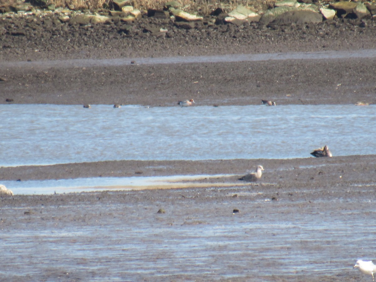 Eurasian Wigeon - ML547710641