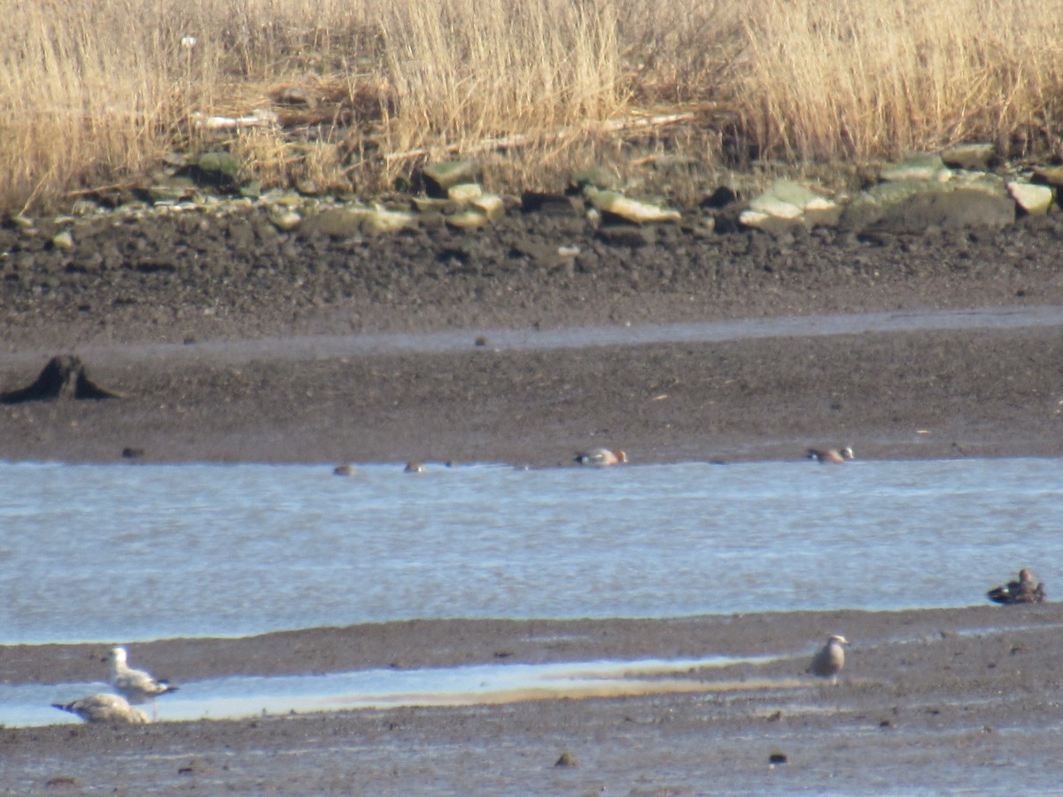 Eurasian Wigeon - John Coyle