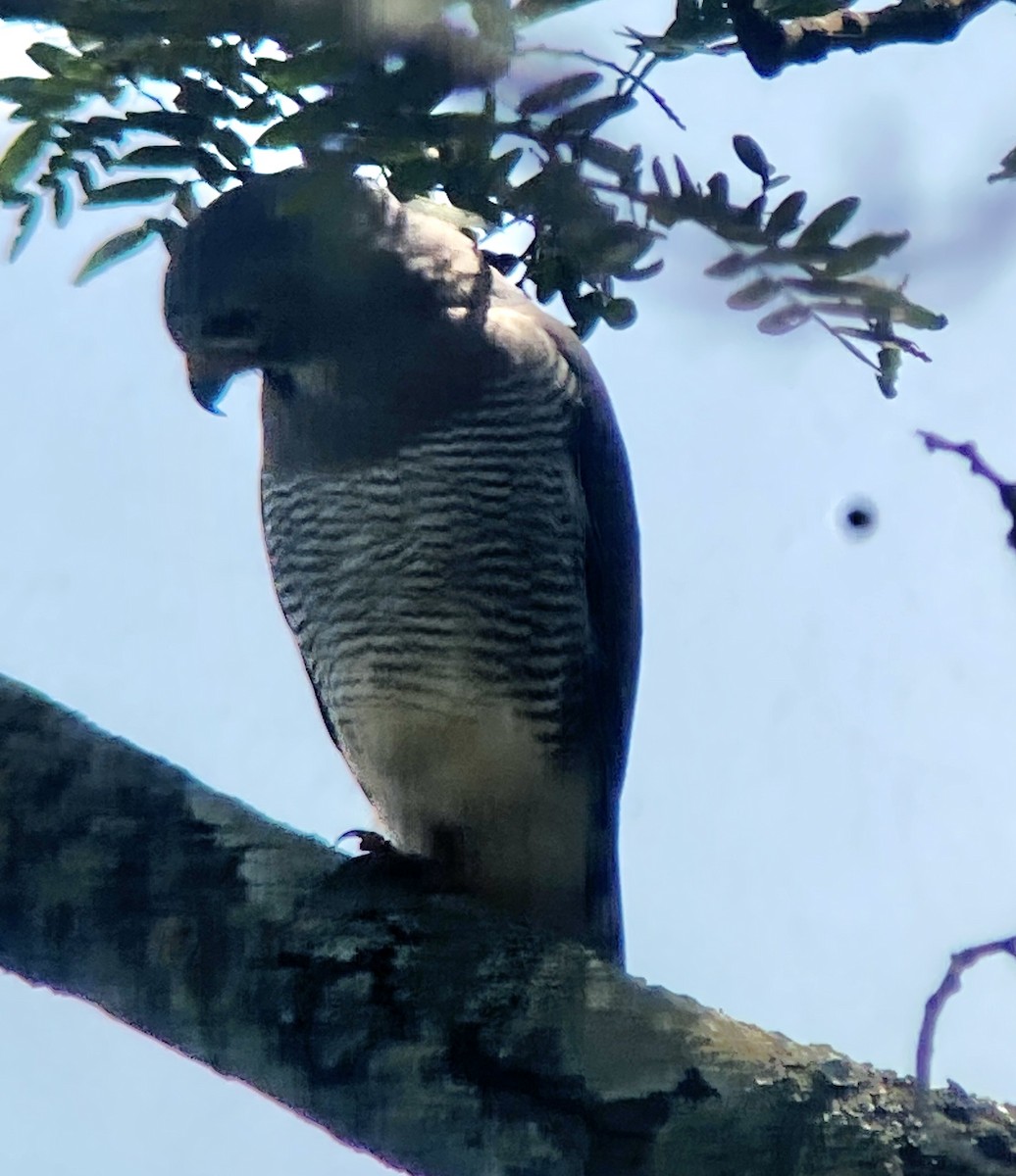 Lizard Buzzard - ML547711551