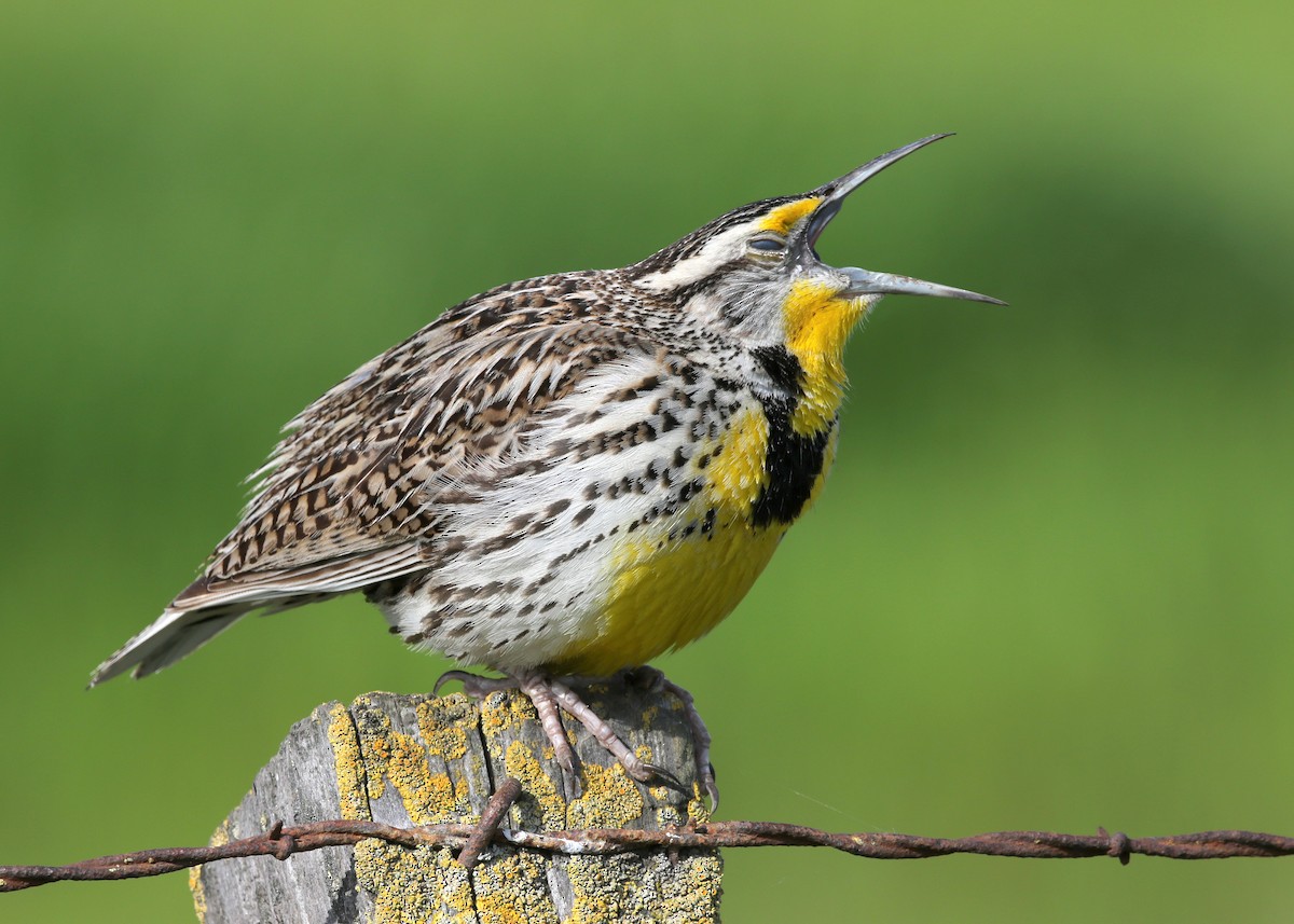 Western Meadowlark - ML547711881