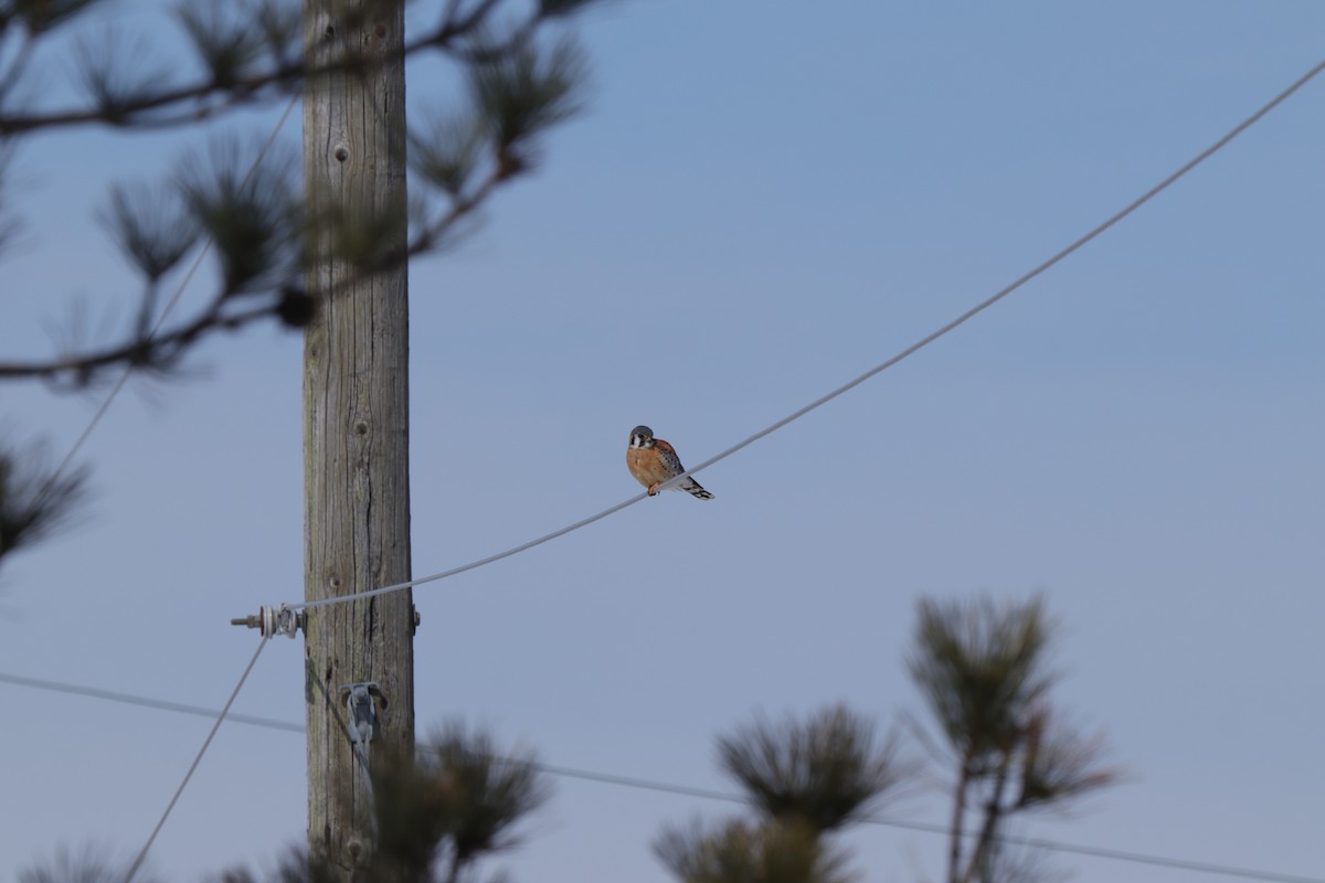 American Kestrel - Thomas Flake