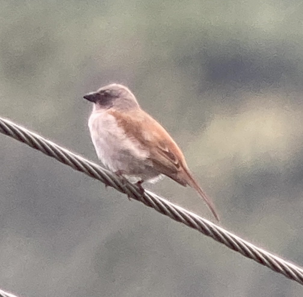 Northern Gray-headed Sparrow - ML547712901