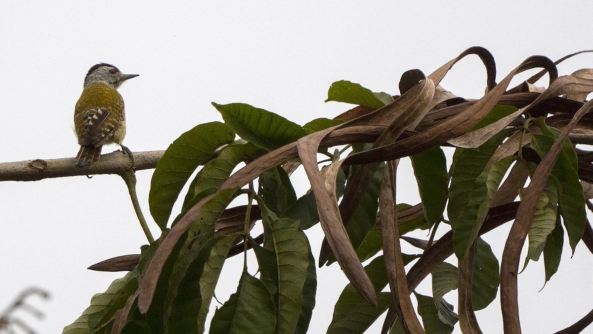 Speckle-breasted Woodpecker - ML547713171