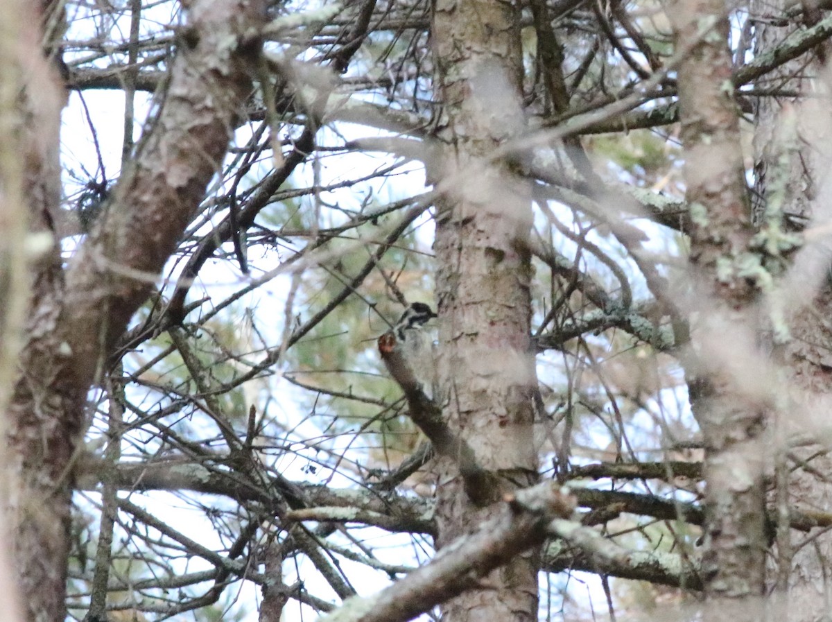 Yellow-bellied Sapsucker - ML547713231