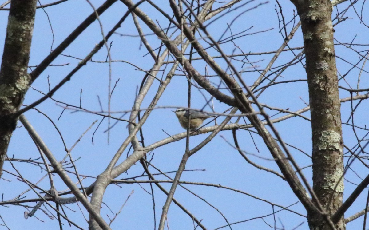 Red-breasted Nuthatch - ML547713281