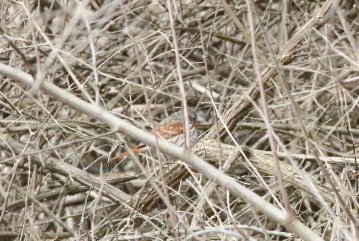 Fox Sparrow - ML547713711