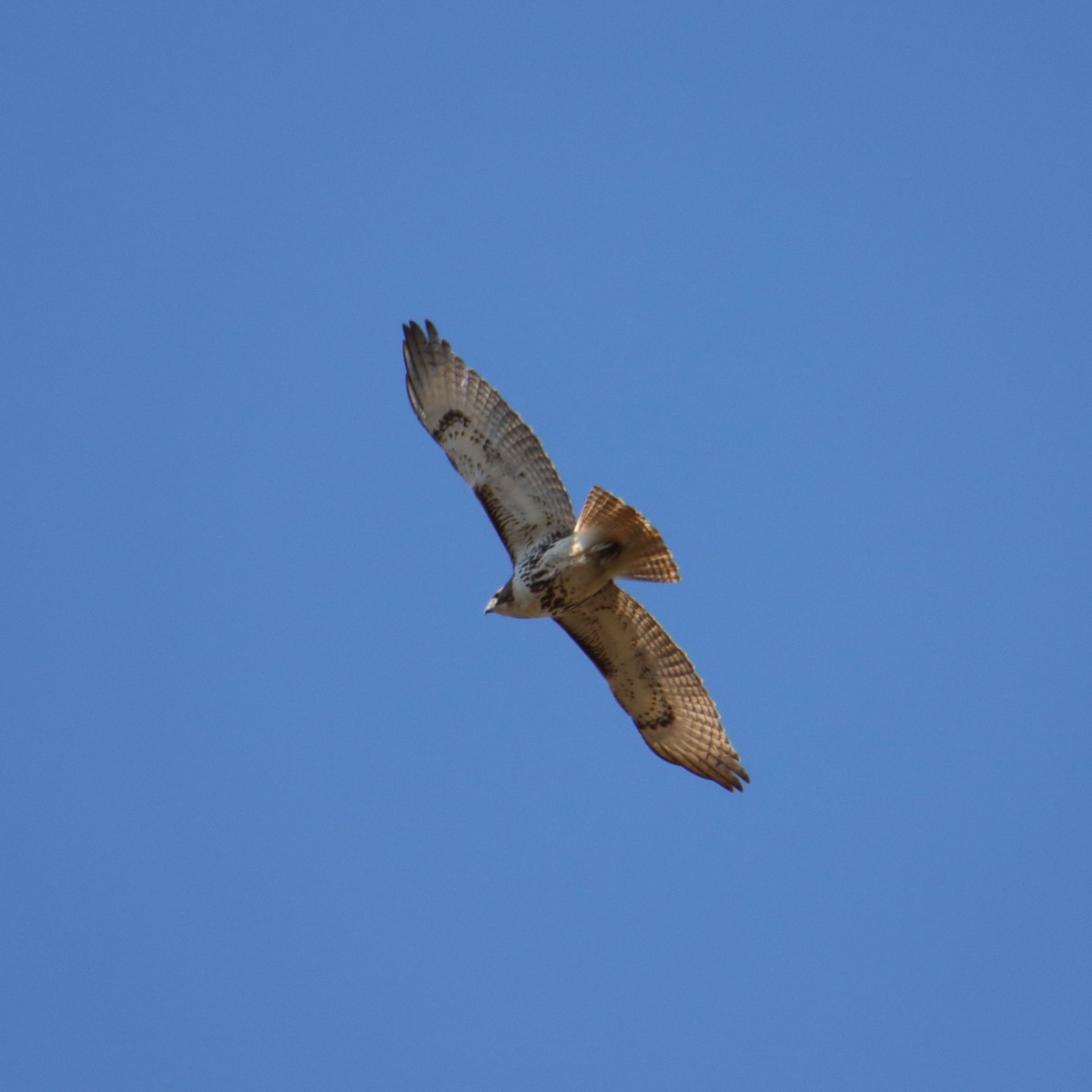 Red-tailed Hawk - ML547713971
