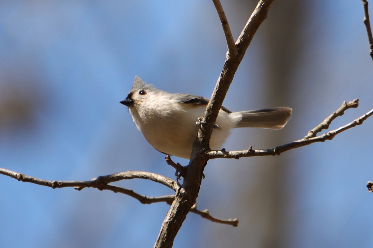 Tufted Titmouse - ML547714161