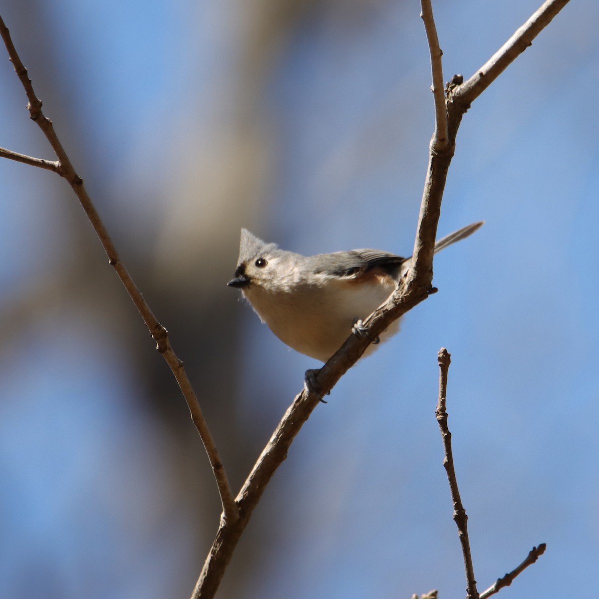 Tufted Titmouse - ML547714171