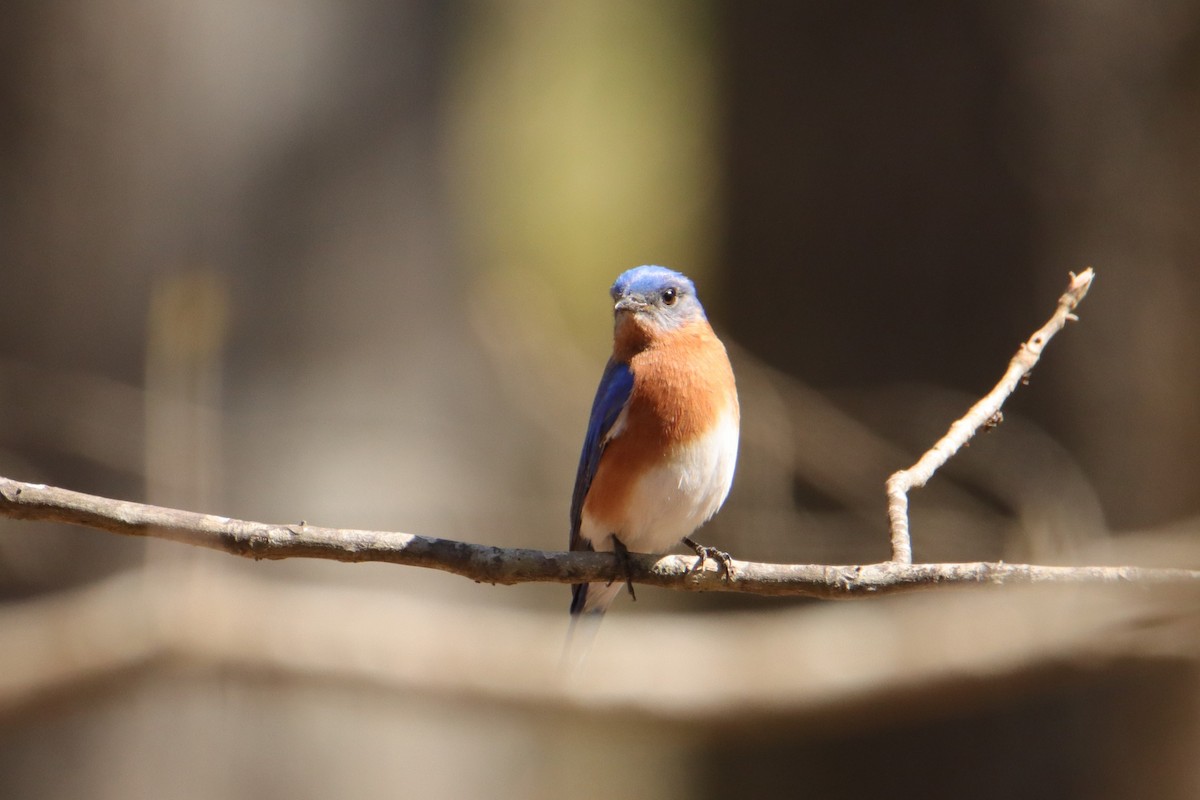 Eastern Bluebird - ML547714231