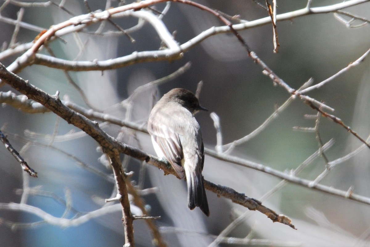 Eastern Phoebe - ML547714671