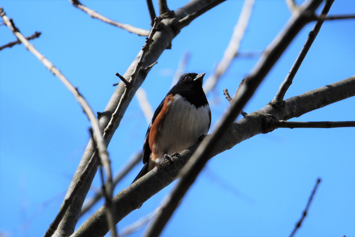 Eastern Towhee - ML547715161