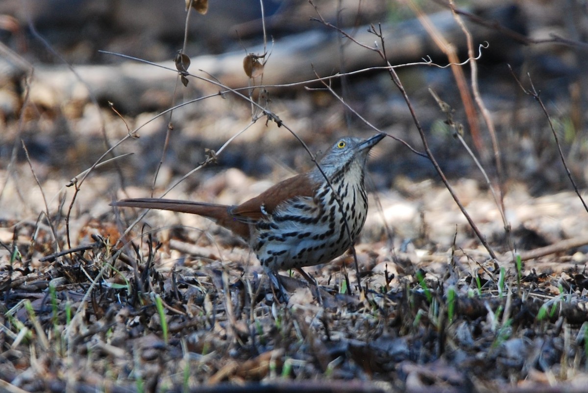 Brown Thrasher - ML547715421