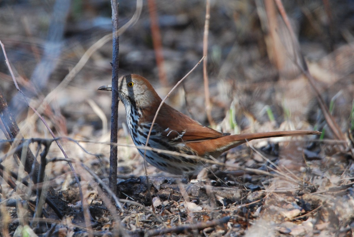 Brown Thrasher - ML547715501