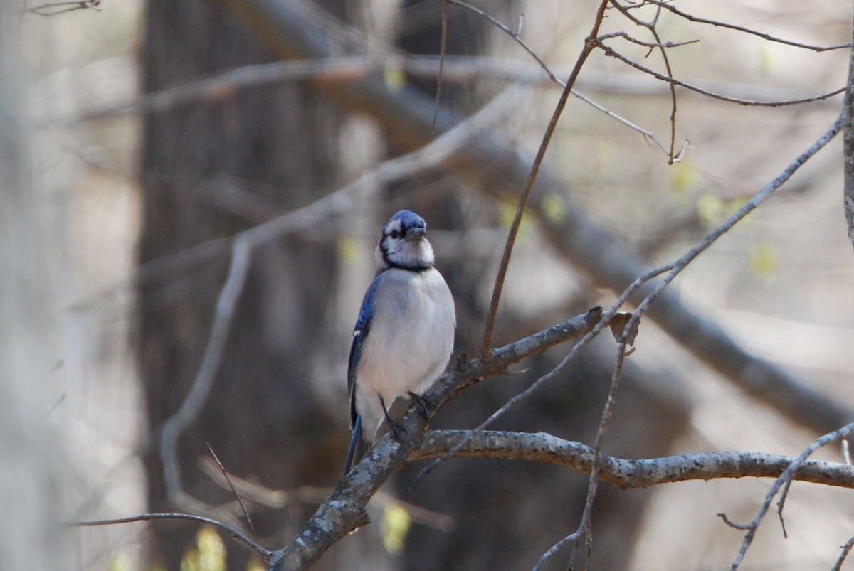 Blue Jay - ML547715681