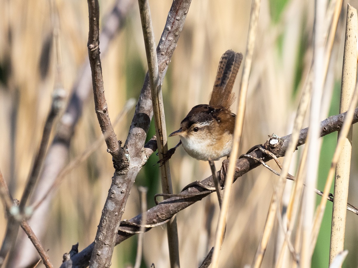 Marsh Wren - Matt SM