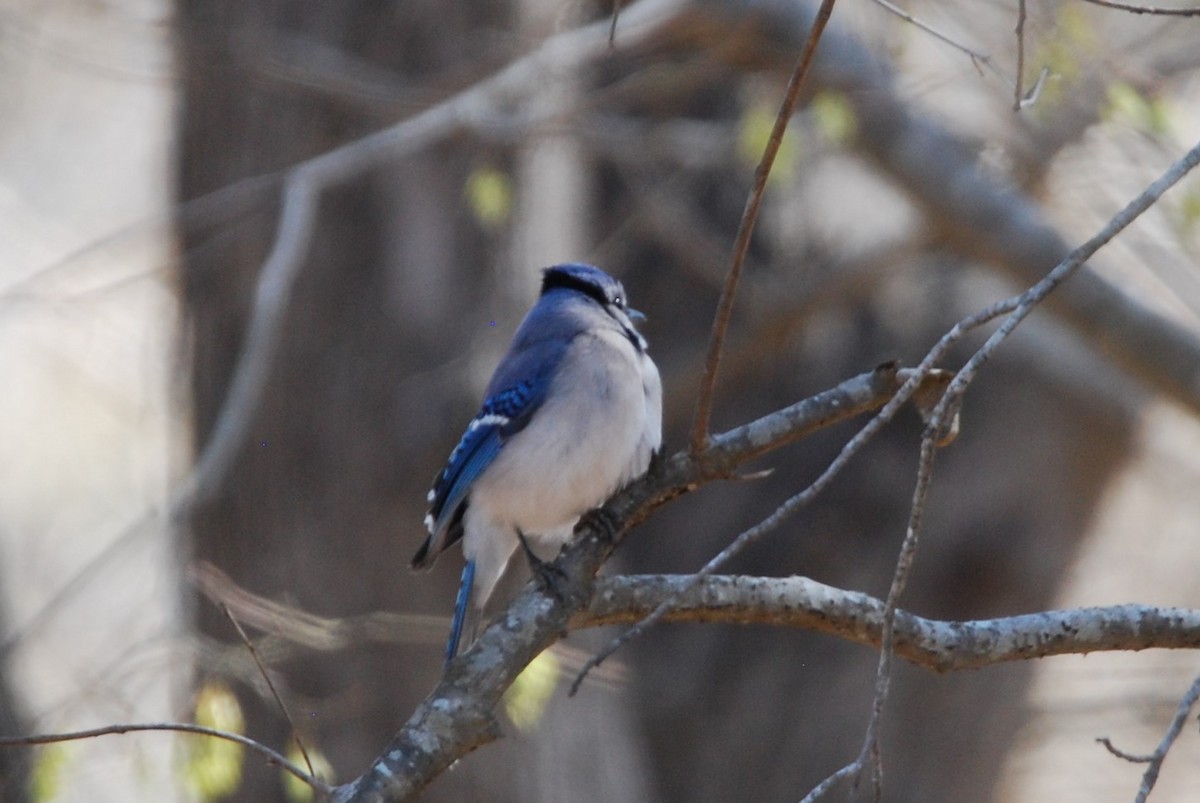 Blue Jay - ML547715821