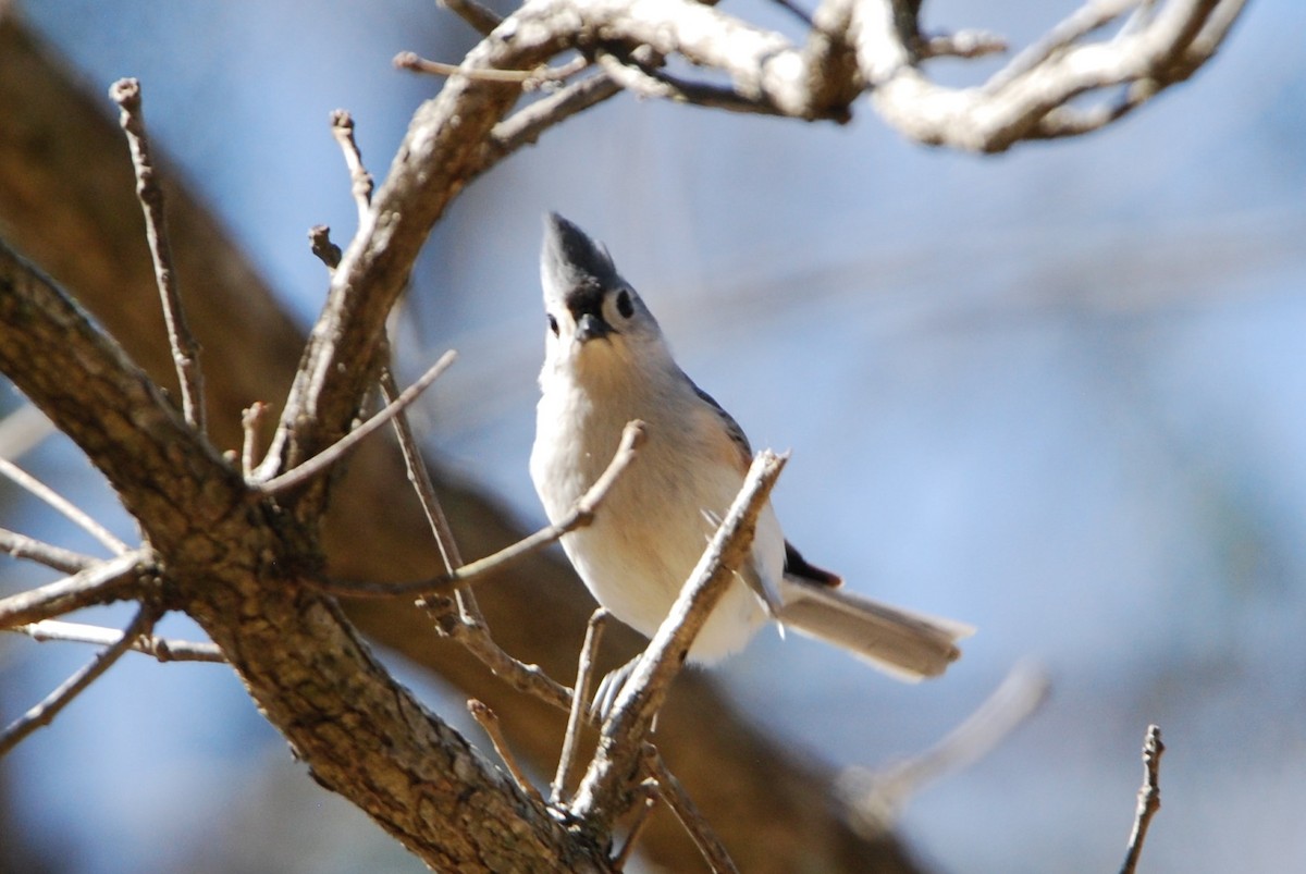 Tufted Titmouse - ML547716041